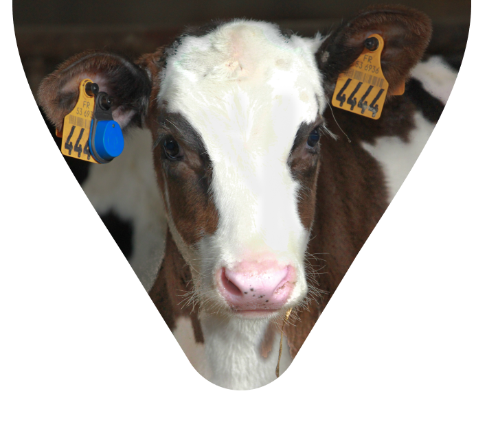 Vache avec marques auriculaires et marques SenseHub