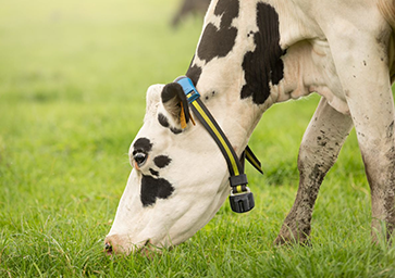 Une vache à collier broute dans un champ d'un vert éclatant.